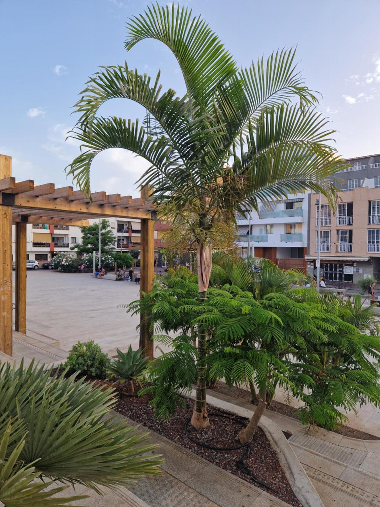 Apartamento Studia Puerto de Santiago Puerto de Santiago  Exterior foto